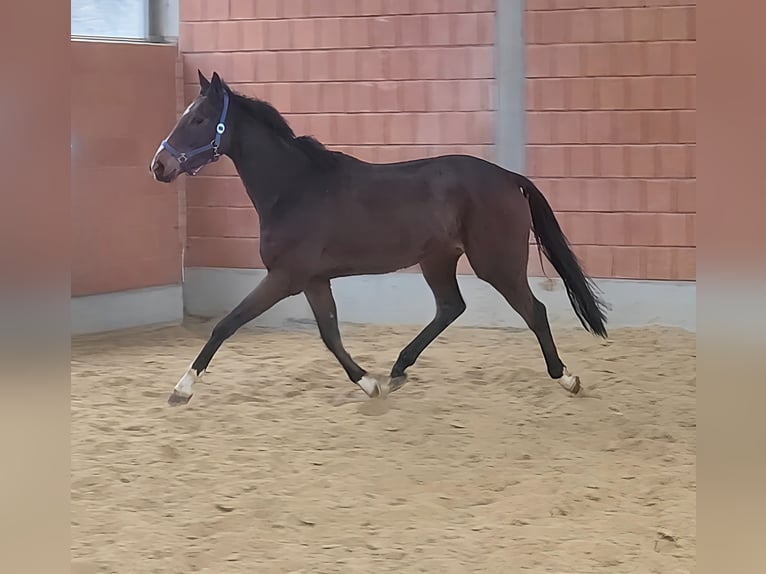 Cavallo sportivo irlandese Castrone 5 Anni 168 cm Baio in Lage