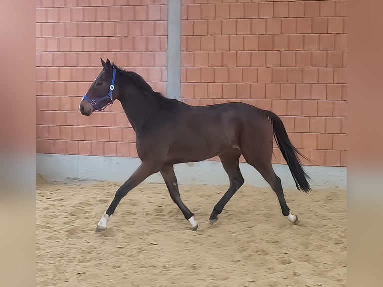 Cavallo sportivo irlandese Castrone 5 Anni 168 cm Baio in Lage