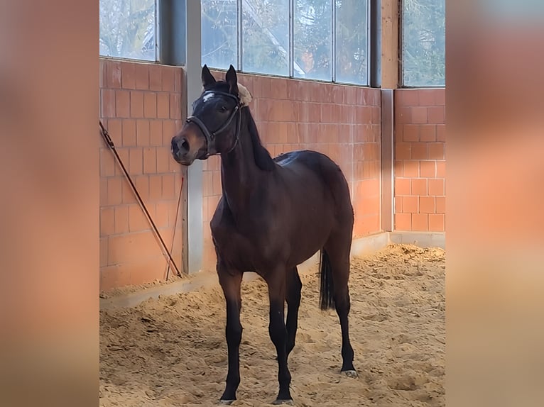 Cavallo sportivo irlandese Castrone 5 Anni 168 cm Baio in Lage