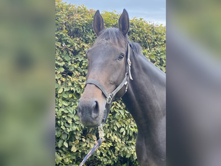 Cavallo sportivo irlandese Castrone 5 Anni 168 cm Baio nero in Elze Esbeck