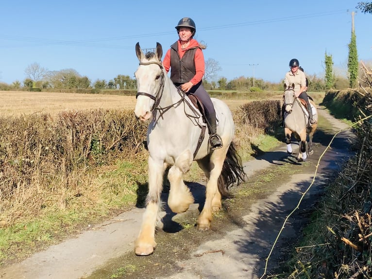 Cavallo sportivo irlandese Castrone 5 Anni 168 cm Falbo in Mountrath
