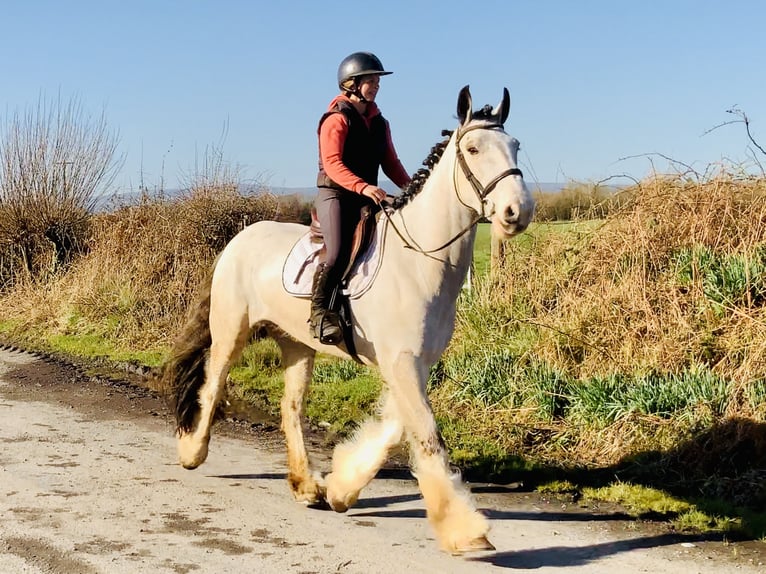 Cavallo sportivo irlandese Castrone 5 Anni 168 cm Falbo in Mountrath