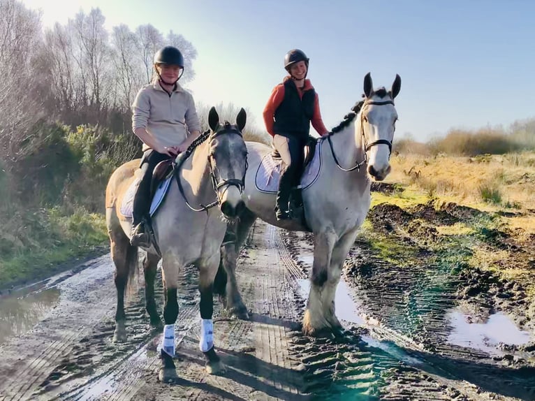 Cavallo sportivo irlandese Castrone 5 Anni 168 cm Falbo in Mountrath