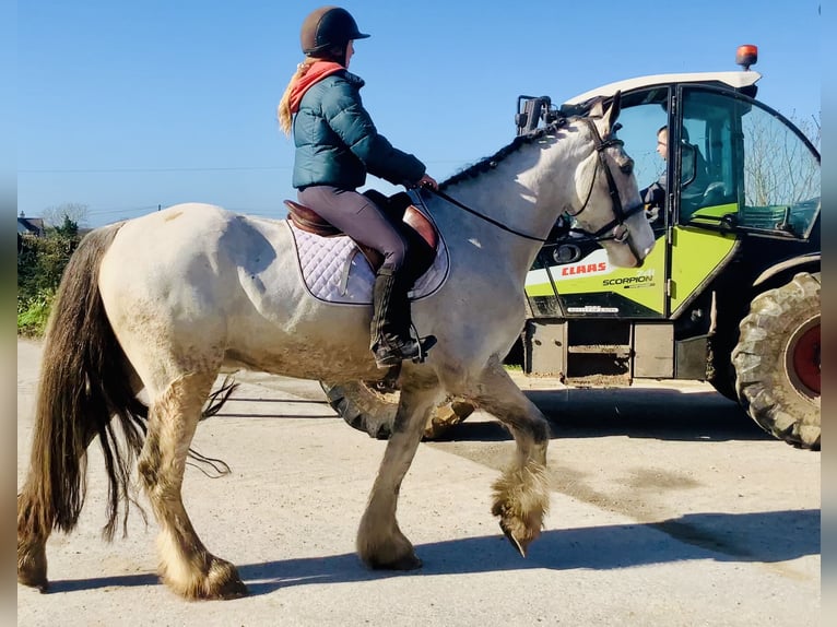Cavallo sportivo irlandese Castrone 5 Anni 168 cm Falbo in Mountrath
