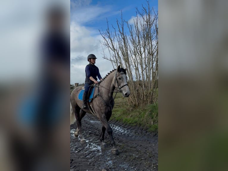 Cavallo sportivo irlandese Castrone 5 Anni 168 cm Grigio pezzato in Sligo