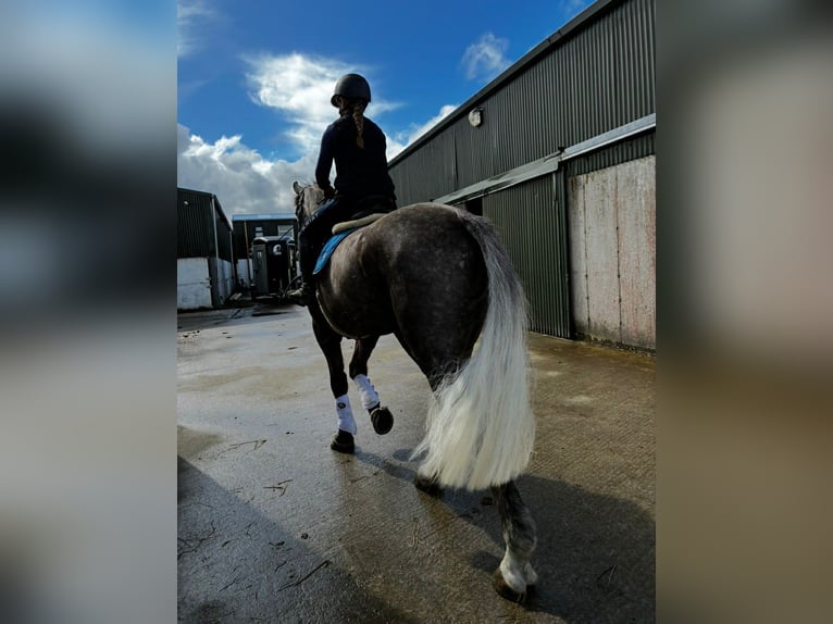 Cavallo sportivo irlandese Castrone 5 Anni 168 cm Grigio pezzato in Sligo