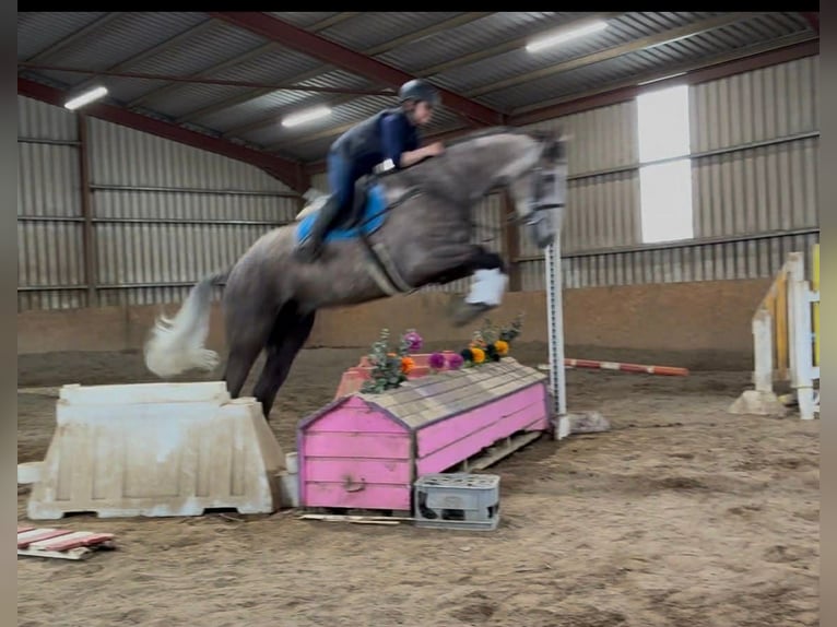 Cavallo sportivo irlandese Castrone 5 Anni 168 cm Grigio pezzato in Sligo
