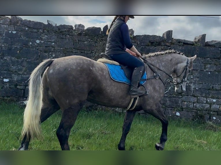 Cavallo sportivo irlandese Castrone 5 Anni 168 cm Grigio pezzato in Sligo