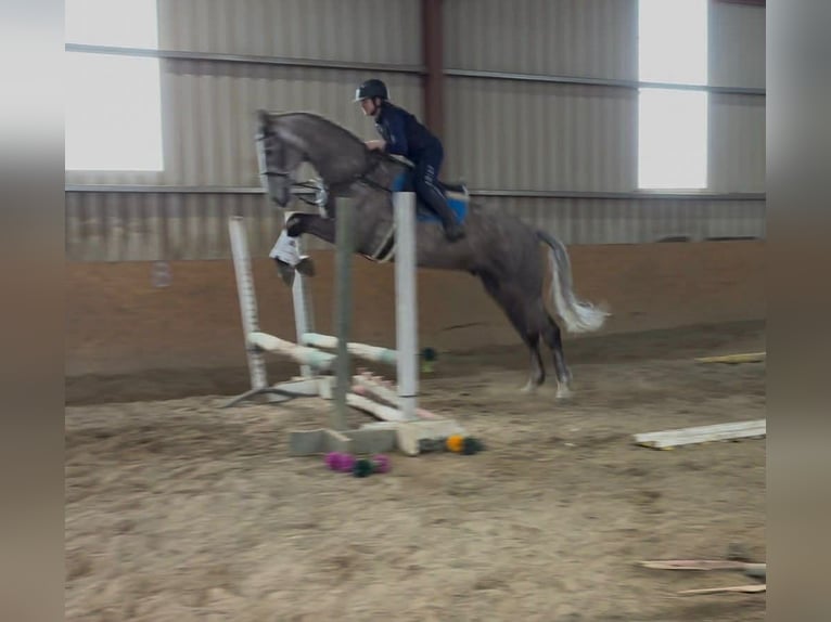 Cavallo sportivo irlandese Castrone 5 Anni 168 cm Grigio pezzato in Sligo
