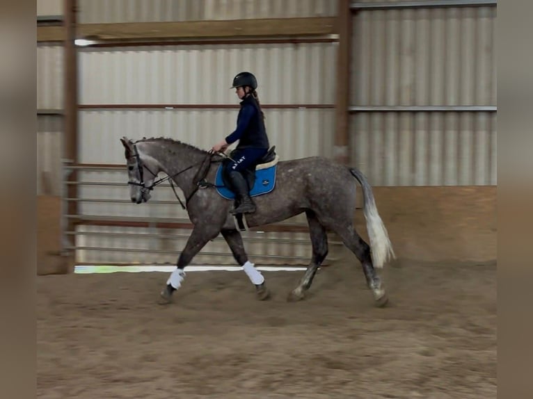 Cavallo sportivo irlandese Castrone 5 Anni 168 cm Grigio pezzato in Sligo