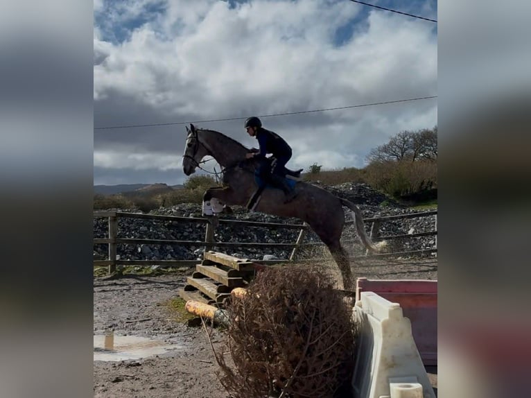 Cavallo sportivo irlandese Castrone 5 Anni 168 cm Grigio pezzato in Sligo