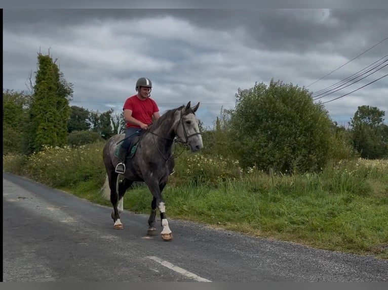 Cavallo sportivo irlandese Castrone 5 Anni 168 cm Grigio pezzato in Sligo