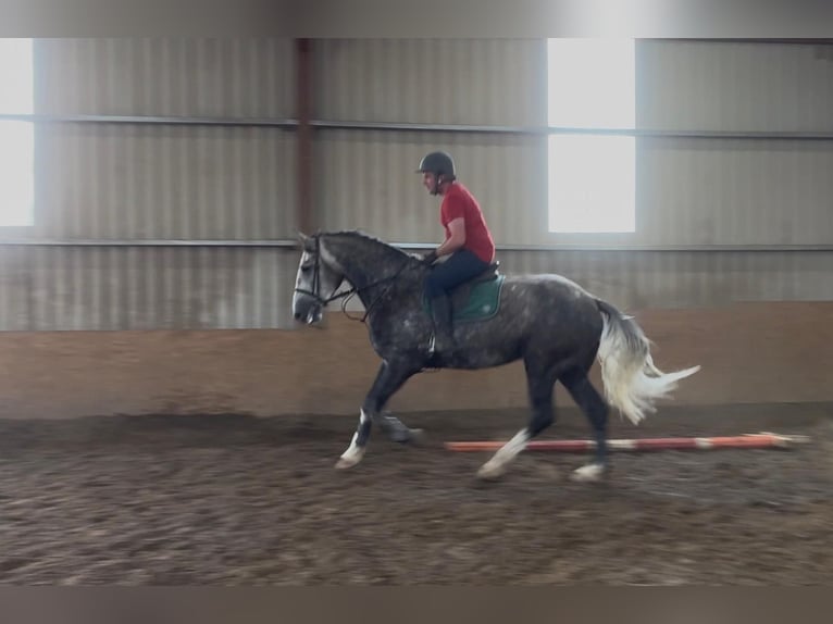 Cavallo sportivo irlandese Castrone 5 Anni 168 cm Grigio pezzato in Sligo