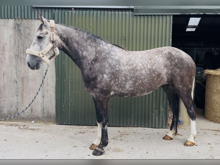 Cavallo sportivo irlandese Castrone 5 Anni 168 cm Grigio pezzato in Sligo