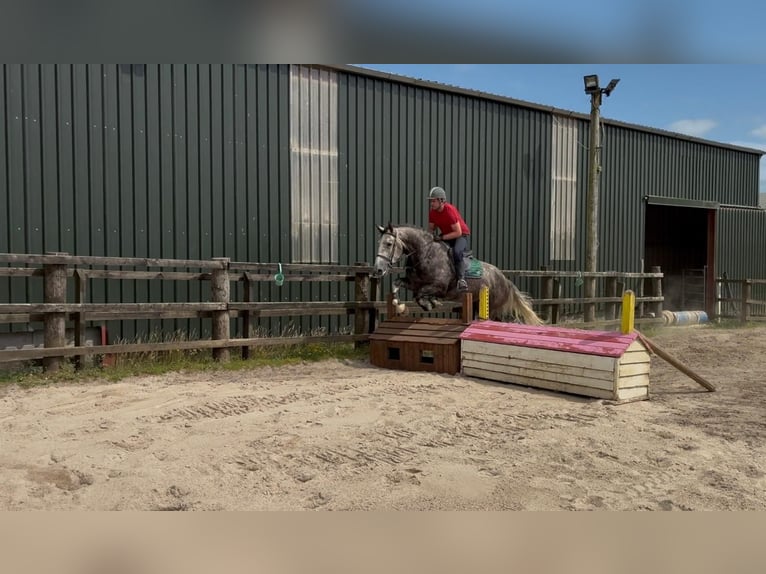 Cavallo sportivo irlandese Castrone 5 Anni 168 cm Grigio pezzato in Sligo