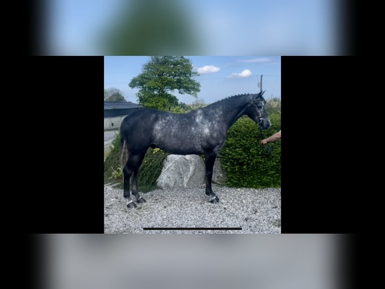 Cavallo sportivo irlandese Castrone 5 Anni 168 cm Grigio pezzato in Sligo