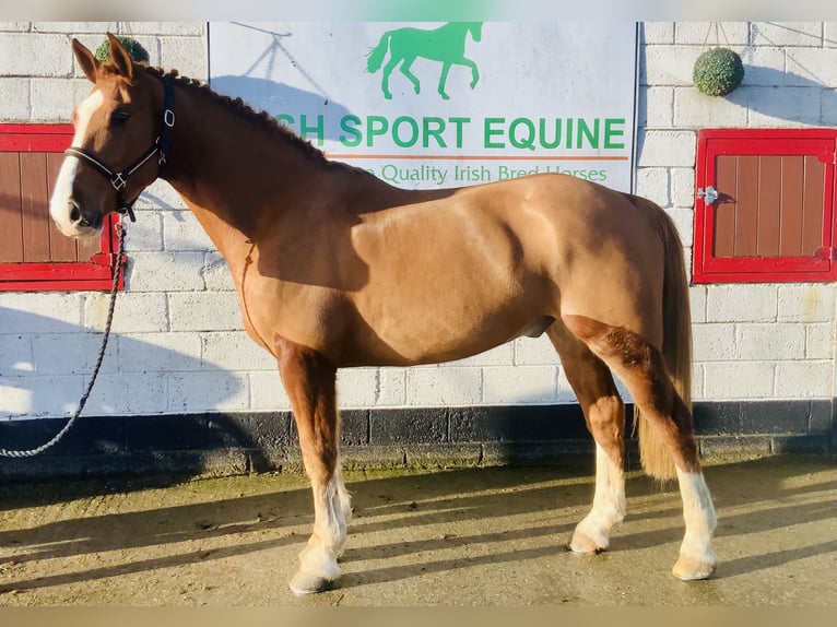 Cavallo sportivo irlandese Castrone 5 Anni 168 cm Sauro in Mountrath