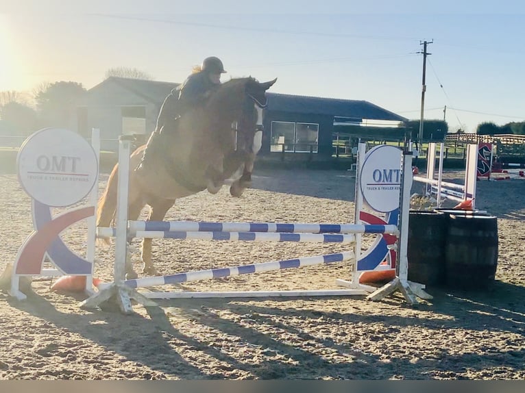 Cavallo sportivo irlandese Castrone 5 Anni 168 cm Sauro in Mountrath