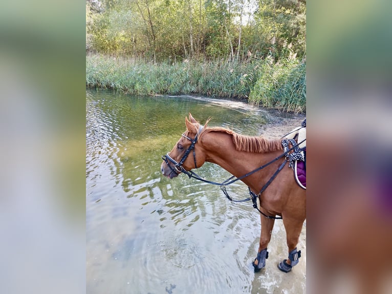 Cavallo sportivo irlandese Castrone 5 Anni 168 cm Sauro in Berlin
