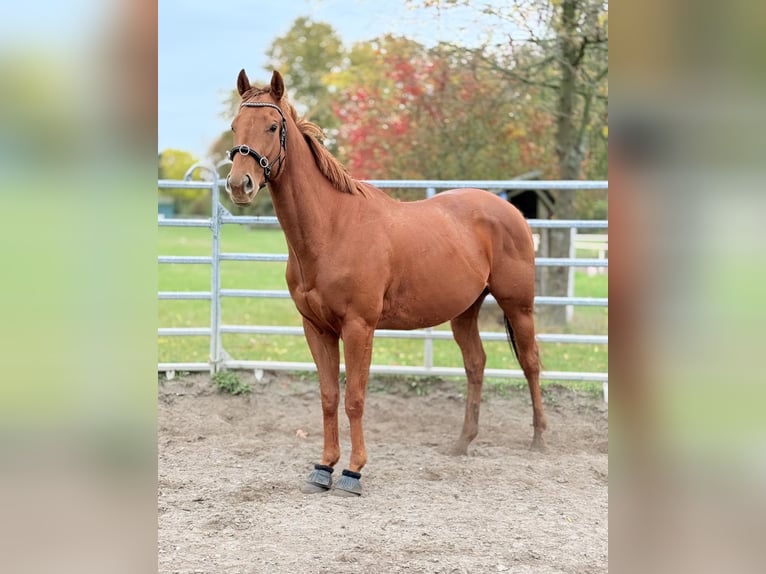 Cavallo sportivo irlandese Castrone 5 Anni 168 cm Sauro in Berlin