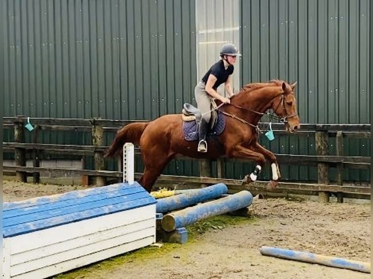 Cavallo sportivo irlandese Castrone 5 Anni 168 cm Sauro scuro in Sligo