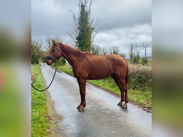 Cavallo sportivo irlandese Castrone 5 Anni 168 cm Sauro scuro in Sligo