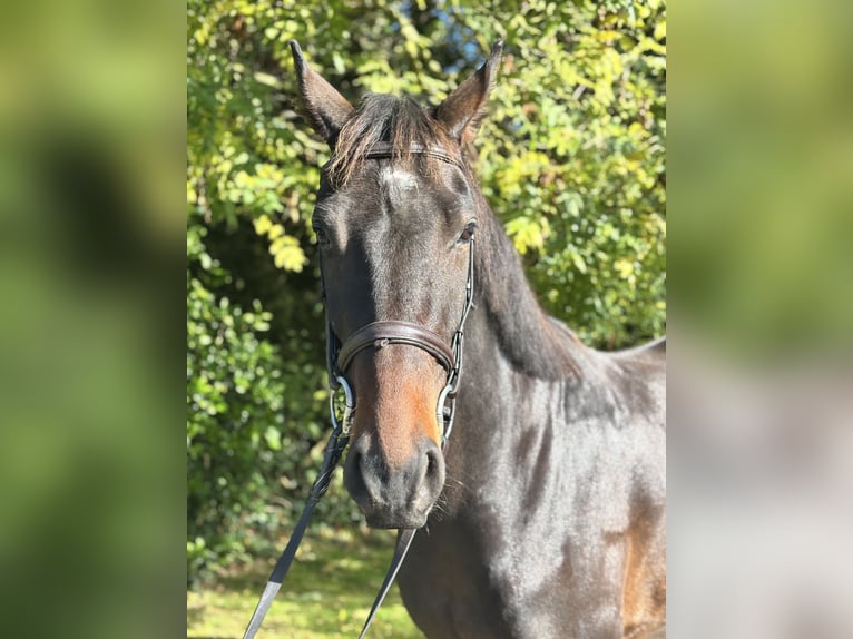 Cavallo sportivo irlandese Castrone 5 Anni 170 cm Baio in Newcastle West