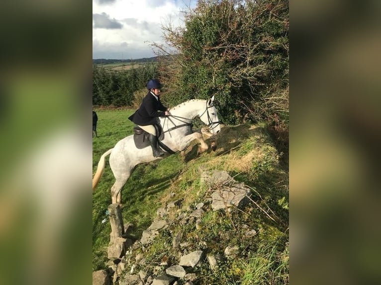 Cavallo sportivo irlandese Castrone 5 Anni 170 cm Grigio in Cork