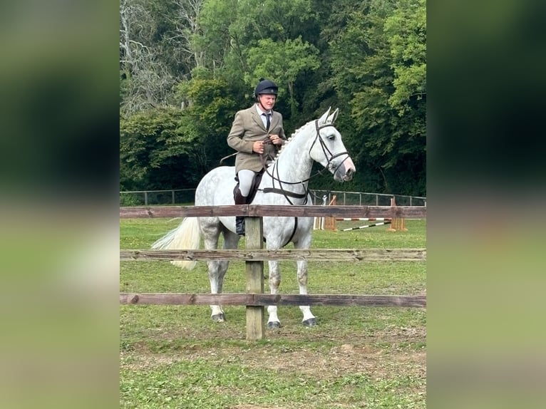 Cavallo sportivo irlandese Castrone 5 Anni 170 cm Grigio in Cork