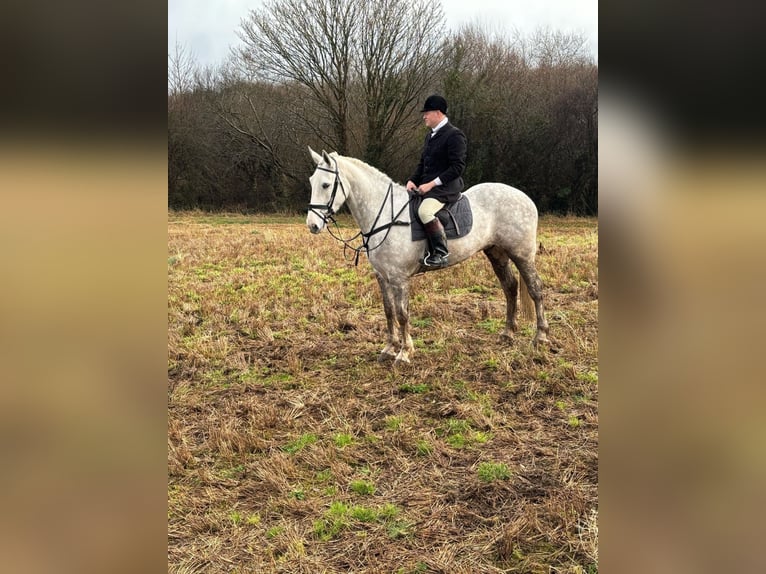 Cavallo sportivo irlandese Castrone 5 Anni 170 cm Grigio in Cork