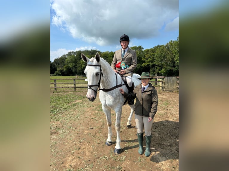 Cavallo sportivo irlandese Castrone 5 Anni 170 cm Grigio in Cork