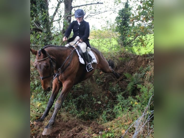 Cavallo sportivo irlandese Castrone 5 Anni 172 cm Baio in Glenbrien