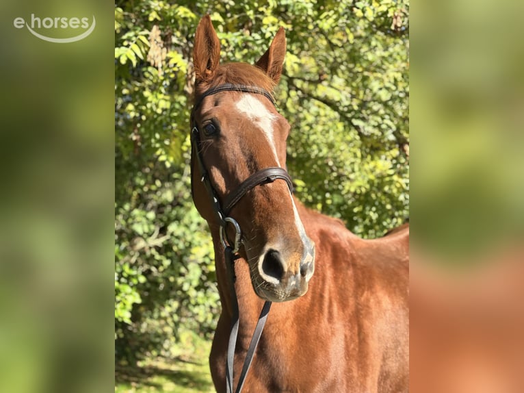 Cavallo sportivo irlandese Castrone 5 Anni 173 cm Sauro in Newcastle West