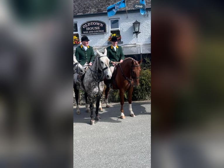 Cavallo sportivo irlandese Castrone 5 Anni 173 cm Sauro scuro in Richmond, Virginia