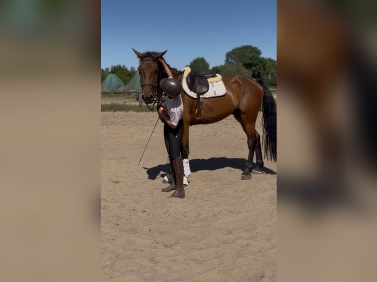 Cavallo sportivo irlandese Castrone 5 Anni 174 cm Baio in Trebbin