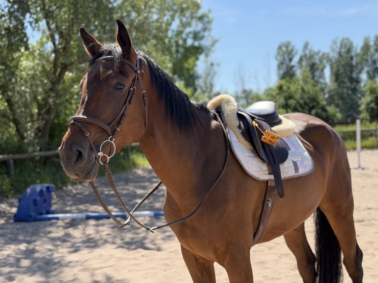 Cavallo sportivo irlandese Castrone 5 Anni 174 cm Baio in Trebbin