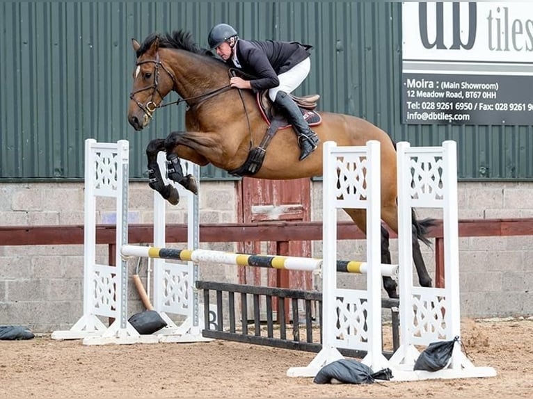 Cavallo sportivo irlandese Castrone 5 Anni 175 cm Baio ciliegia in Ballygowan