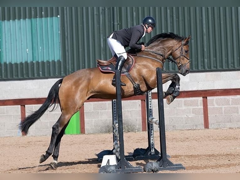 Cavallo sportivo irlandese Castrone 5 Anni 175 cm Baio ciliegia in Ballygowan