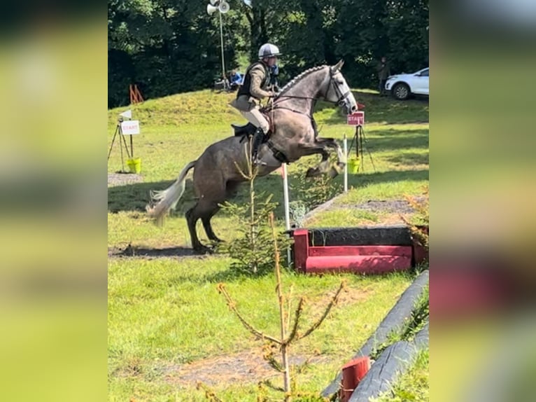 Cavallo sportivo irlandese Castrone 5 Anni 175 cm Grigio in Limerick