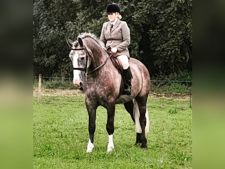 Cavallo sportivo irlandese Castrone 5 Anni 175 cm Grigio in Limerick