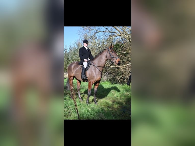 Cavallo sportivo irlandese Castrone 5 Anni 178 cm Baio ciliegia in Glenbrien