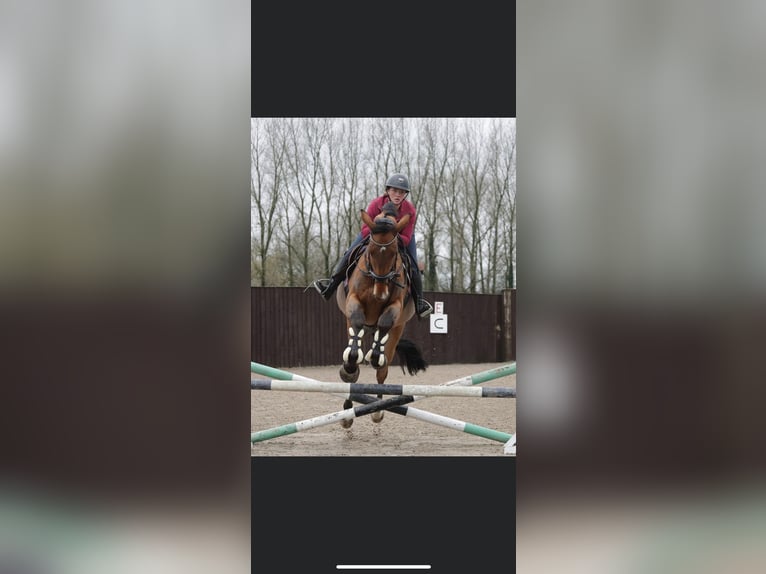 Cavallo sportivo irlandese Castrone 5 Anni 178 cm Baio ciliegia in Southport