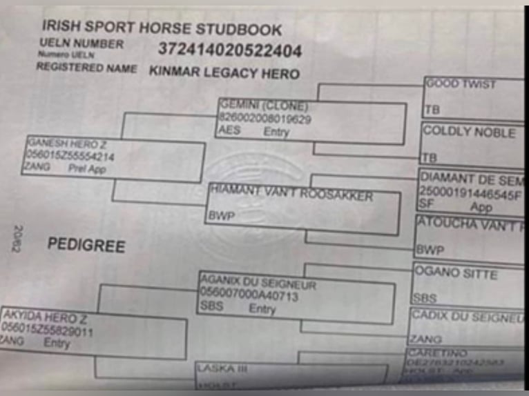 Cavallo sportivo irlandese Castrone 5 Anni 178 cm Baio ciliegia in Southport