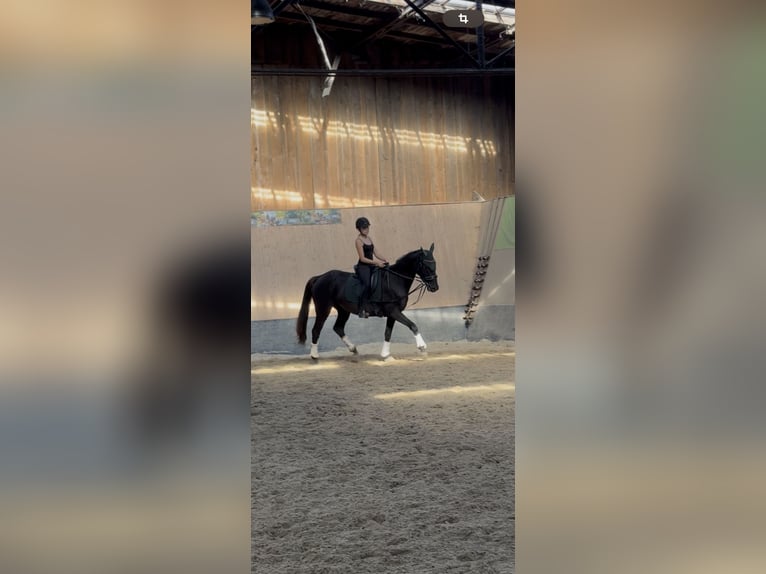 Cavallo sportivo irlandese Castrone 5 Anni Morello in W&#xFC;lperode