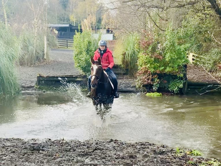 Cavallo sportivo irlandese Castrone 5 Anni Sauro scuro in Mountrath