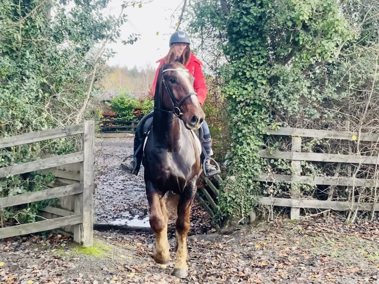 Cavallo sportivo irlandese Castrone 5 Anni Sauro scuro in Mountrath