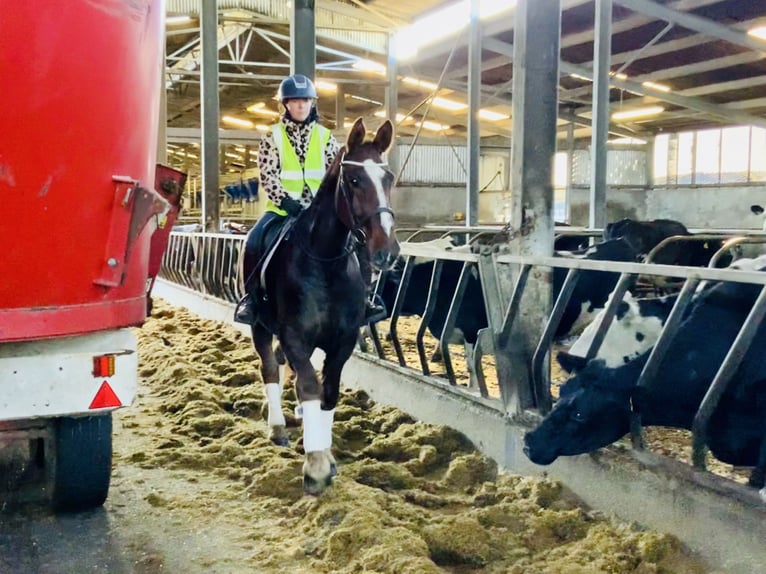 Cavallo sportivo irlandese Castrone 5 Anni Sauro scuro in Mountrath