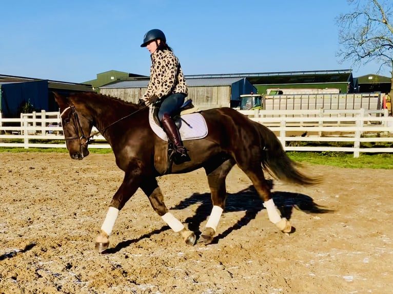 Cavallo sportivo irlandese Castrone 5 Anni Sauro scuro in Mountrath