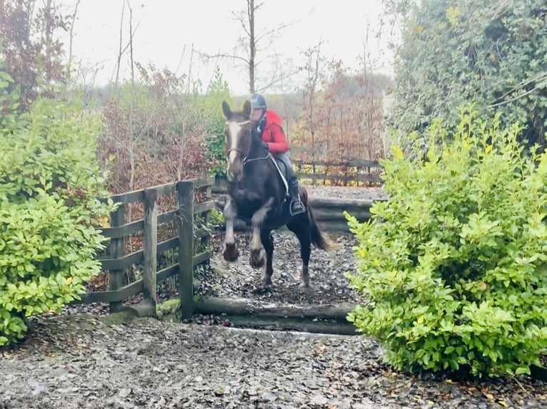 Cavallo sportivo irlandese Castrone 5 Anni Sauro scuro in Mountrath