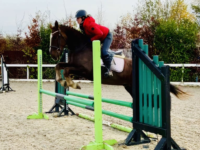 Cavallo sportivo irlandese Castrone 5 Anni Sauro scuro in Mountrath